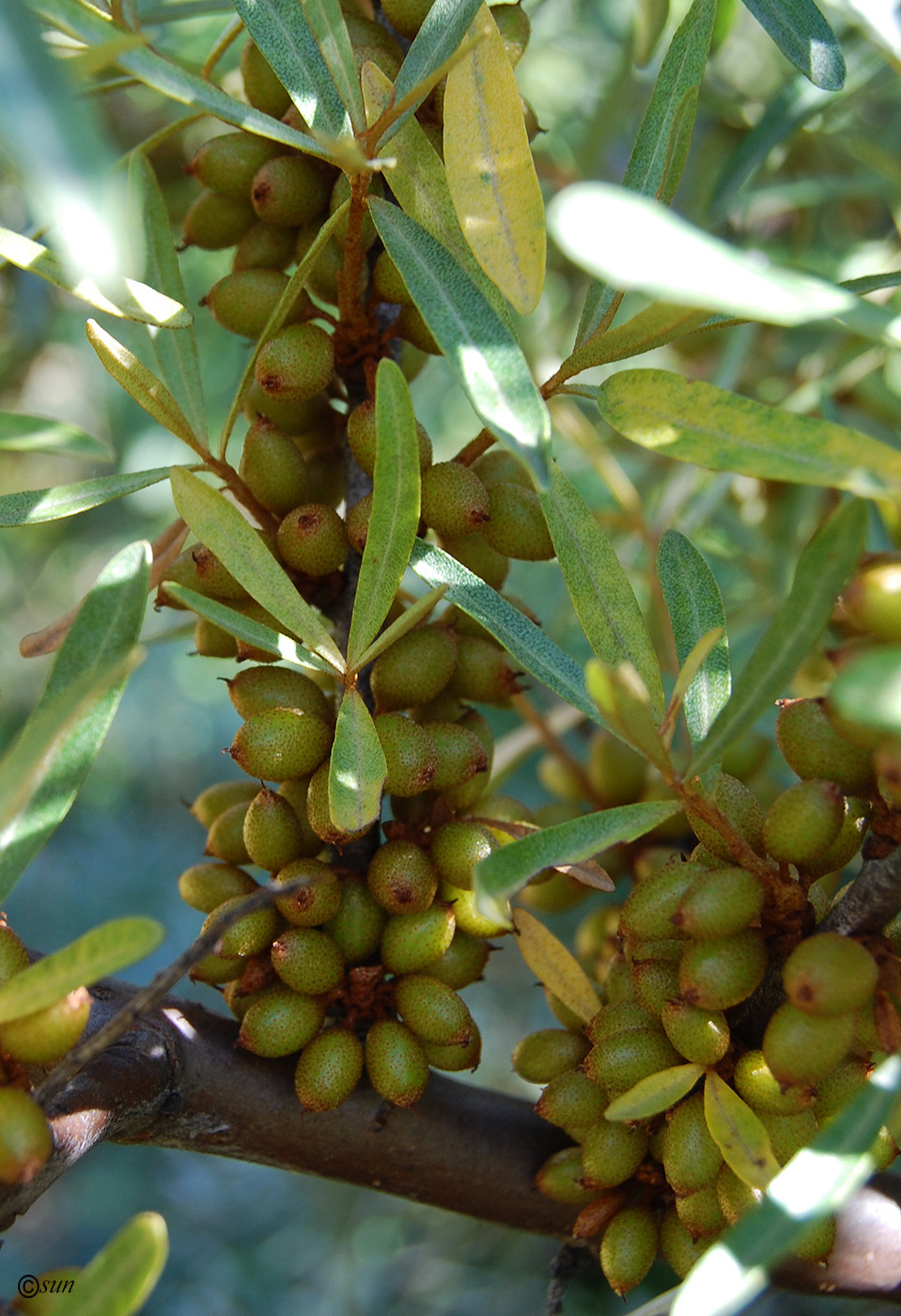 Image of Hippophae rhamnoides specimen.