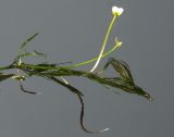 Ranunculus trichophyllus