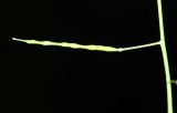 Arabidopsis gemmifera. Плод. Приморский край, окр. пгт Ольга, долина р. Ольга, ильмовник. 06.07.2017.