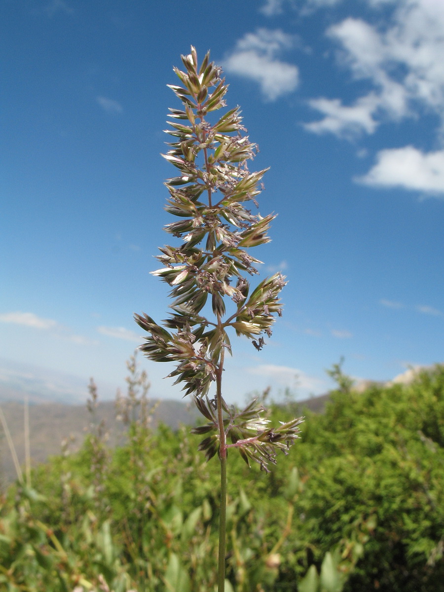 Image of Koeleria macrantha specimen.