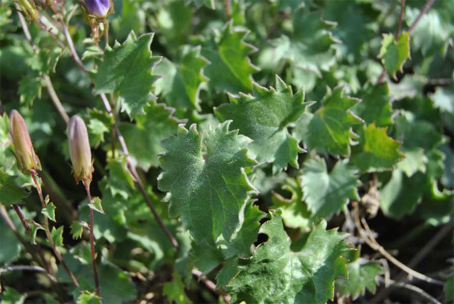 Image of Campanula bayerniana specimen.