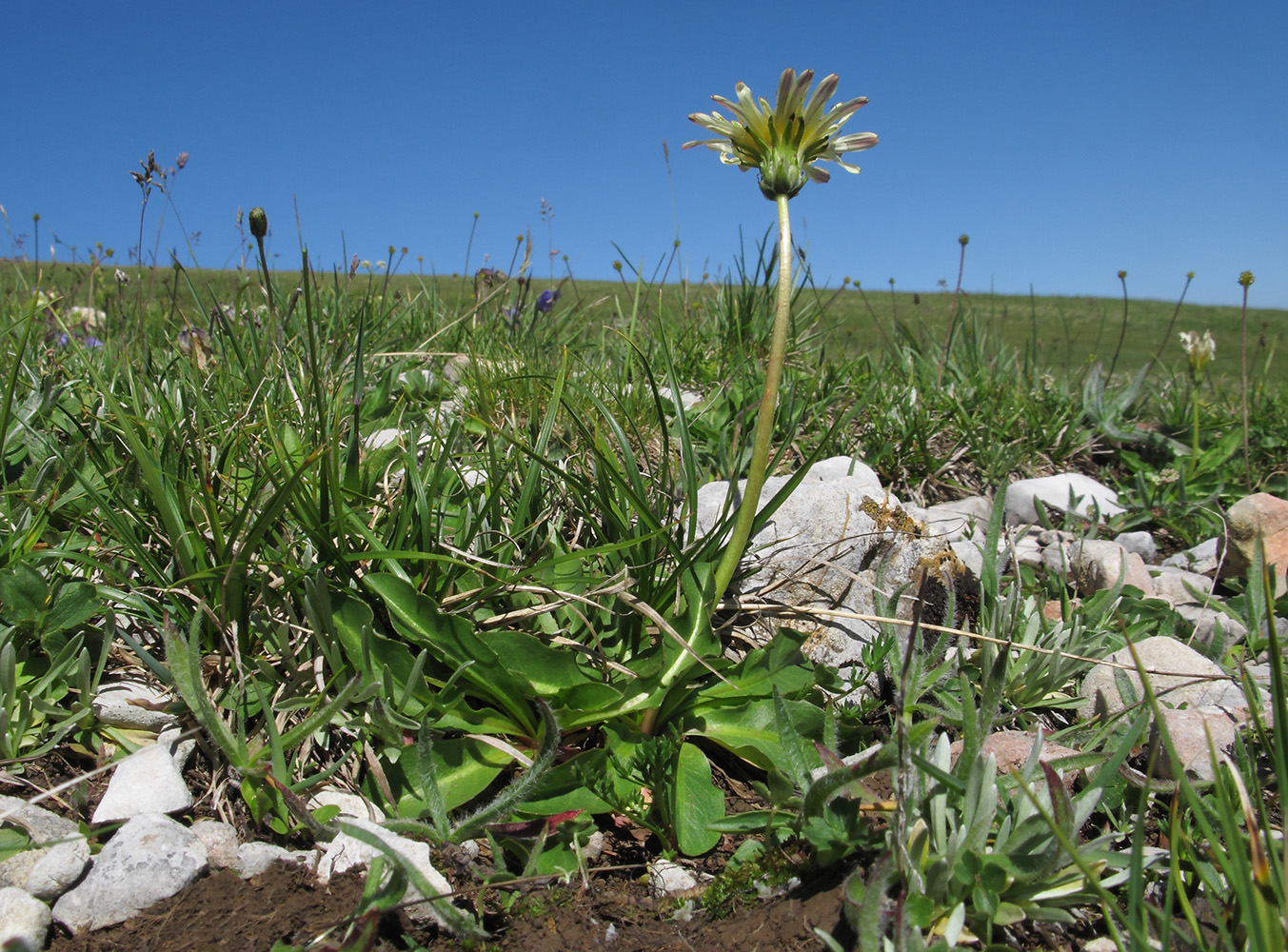 Image of Taraxacum confusum specimen.