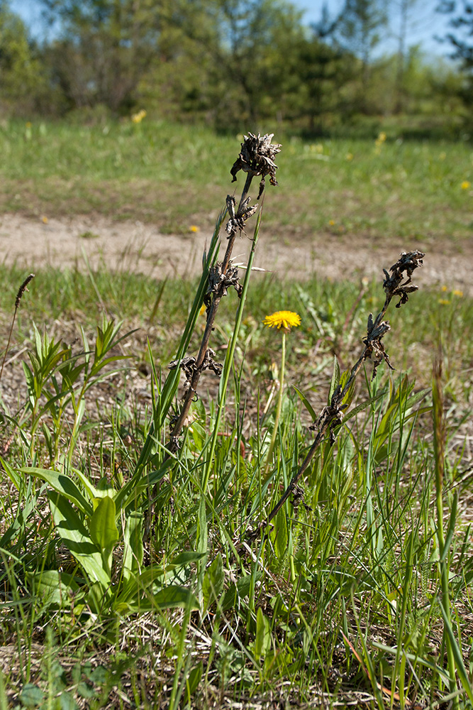 Image of Gentiana cruciata specimen.