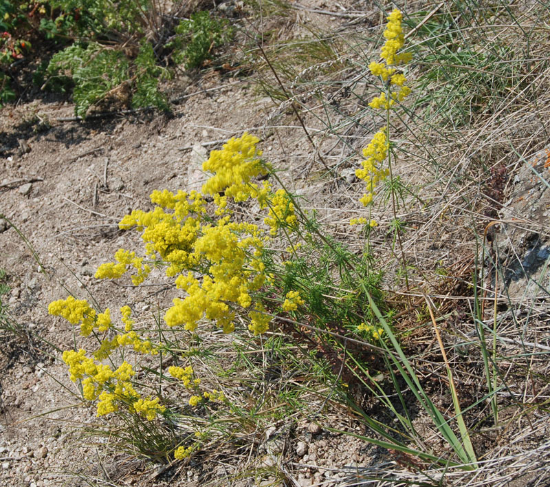 Изображение особи Galium verum.