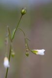 Linum catharticum