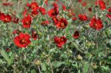 Potentilla argyrophylla var. atrosanguinea