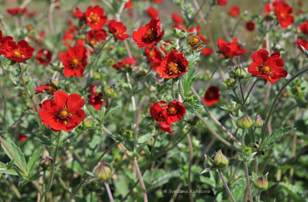 Image of Potentilla argyrophylla var. atrosanguinea specimen.