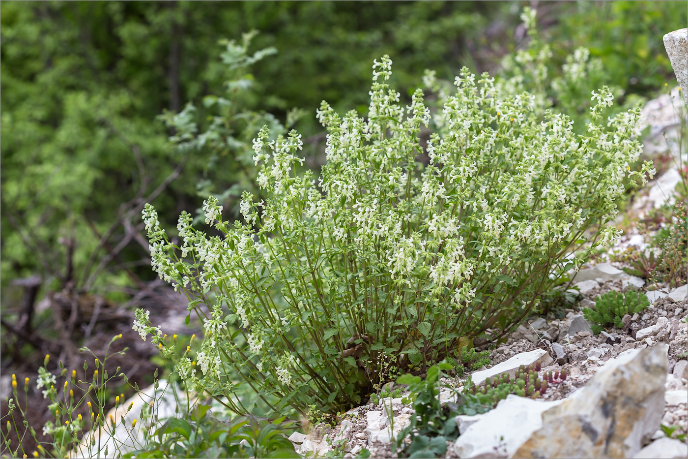 Изображение особи Stachys pubescens.