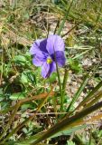 Viola altaica. Цветущее растение. Рудный Алтай, Черный узел. 2013 год.