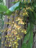 Oncidium cebolleta