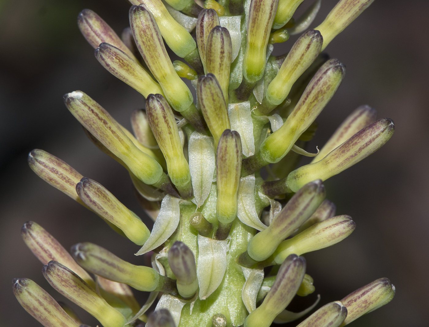 Image of Sansevieria liberica specimen.