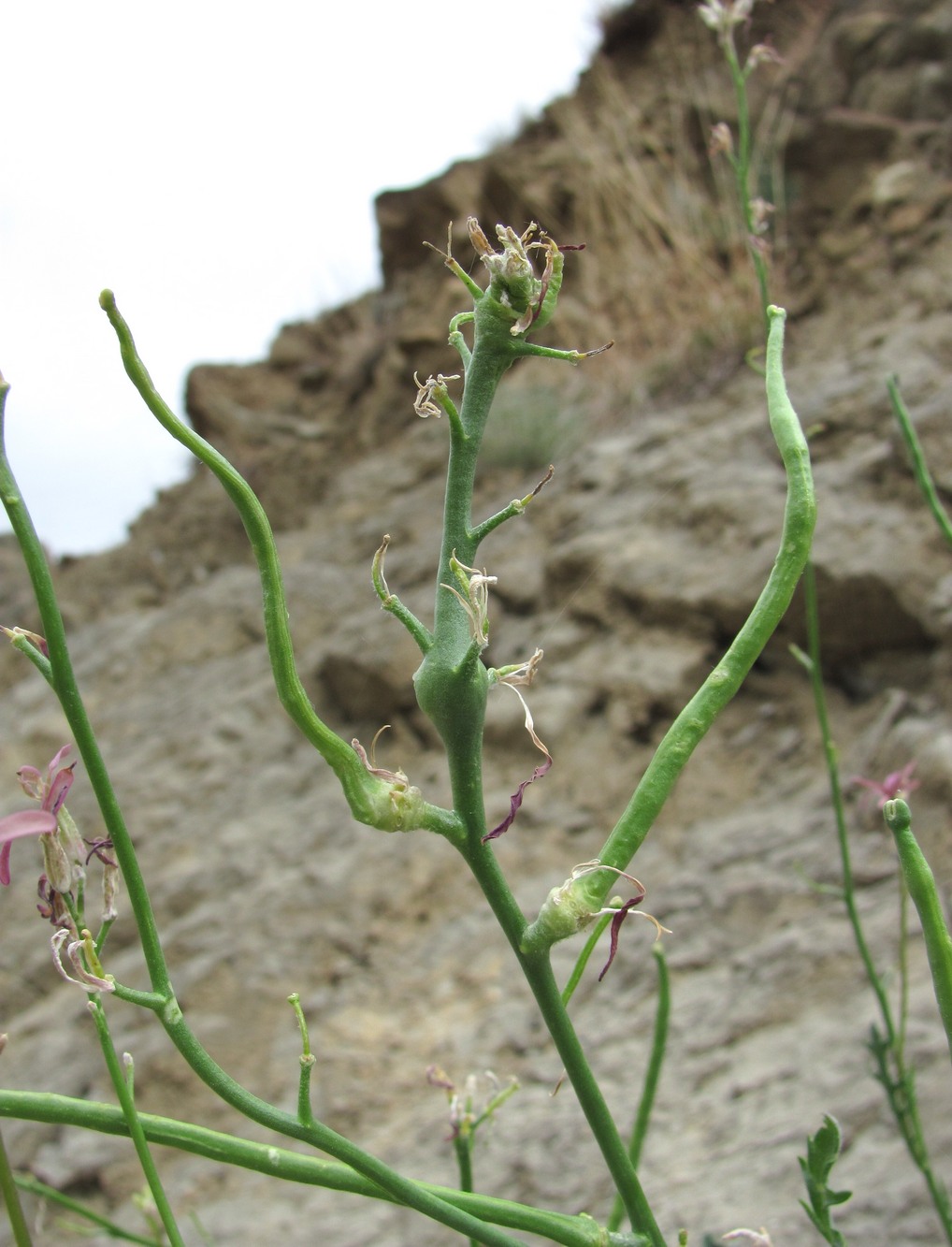 Image of Matthiola caspica specimen.