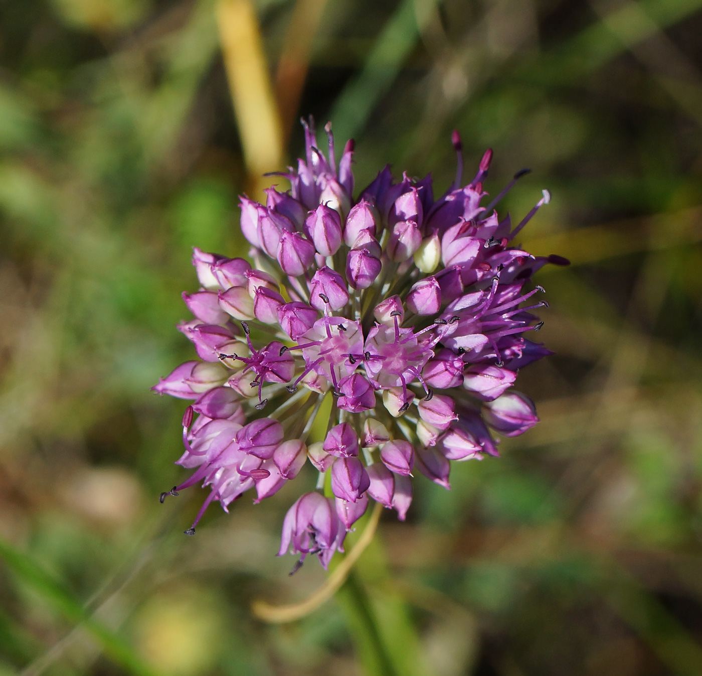 Image of Allium montanostepposum specimen.