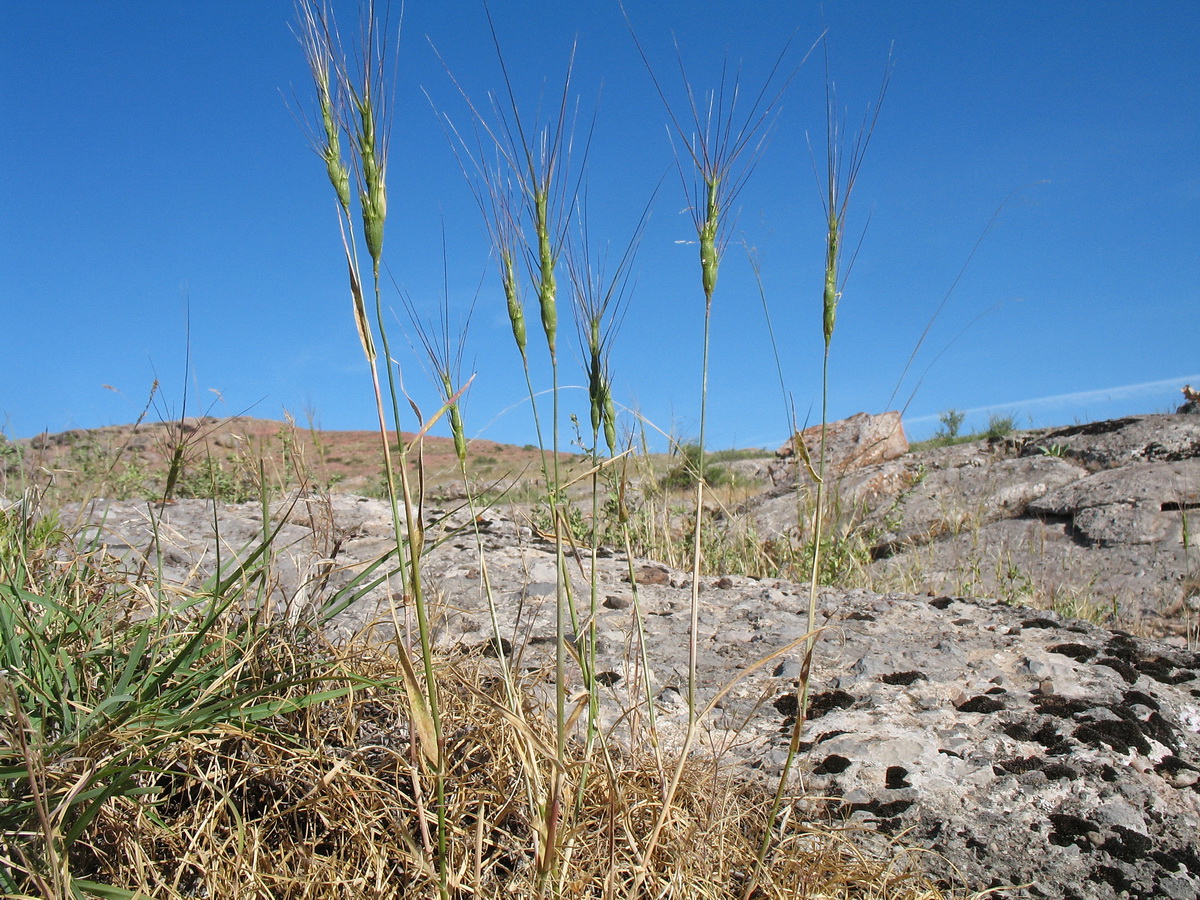 Image of Aegilops triuncialis specimen.