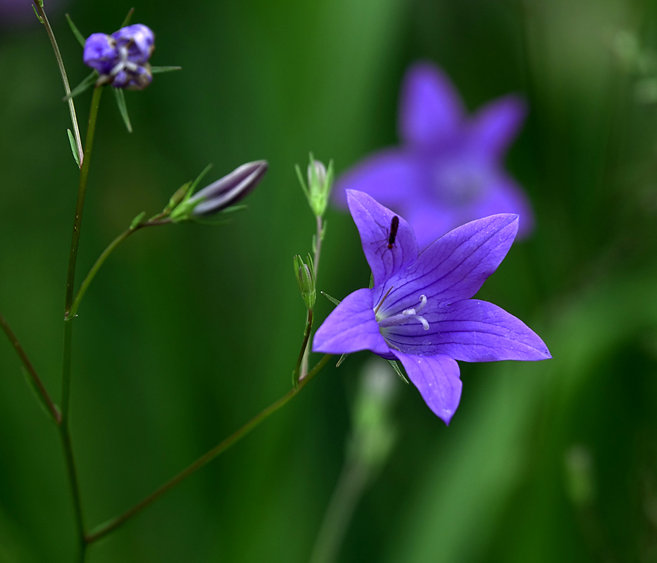 Image of Campanula patula specimen.