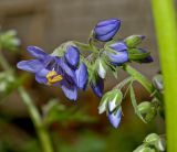 род Polemonium. Часть соцветия. Пермь, Свердловский р-н, в озеленении двора. 14 июня 2018 г.