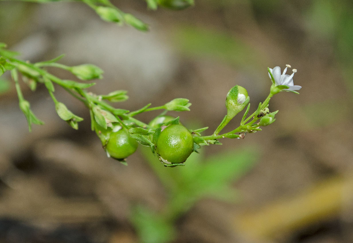 Image of Veronica anagallis-aquatica specimen.