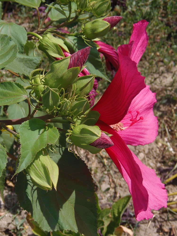 Image of Hibiscus moscheutos specimen.