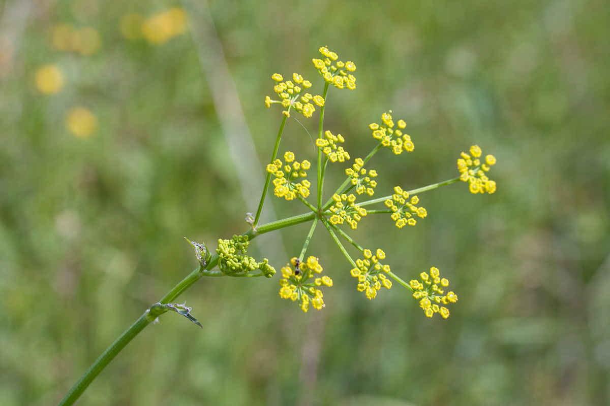 Image of Pastinaca sativa specimen.