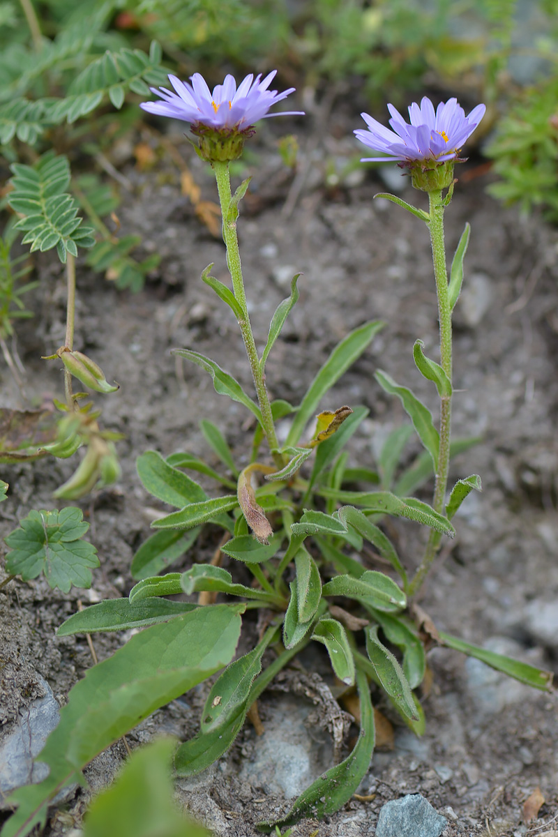 Изображение особи Aster alpinus.