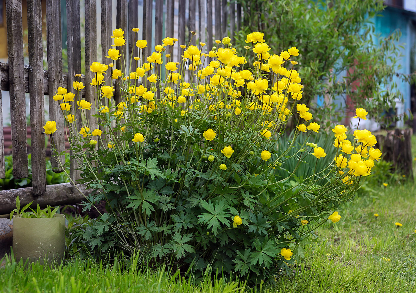 Image of Trollius europaeus specimen.