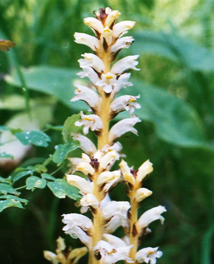 Image of Orobanche krylowii specimen.