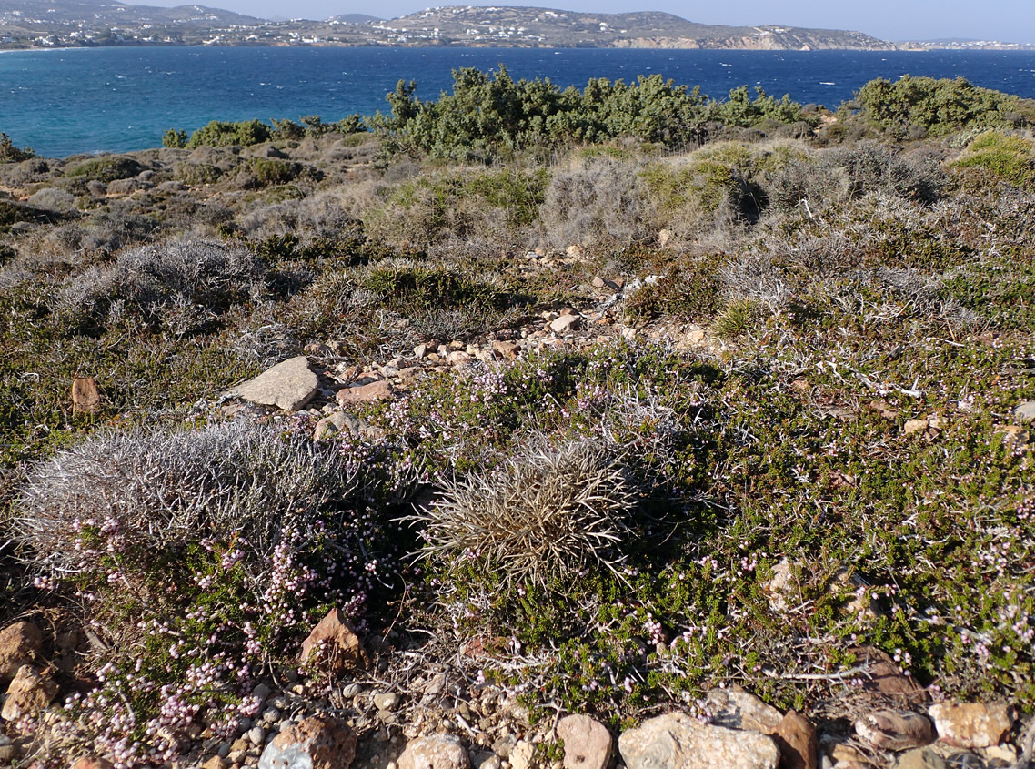 Image of Erica manipuliflora specimen.