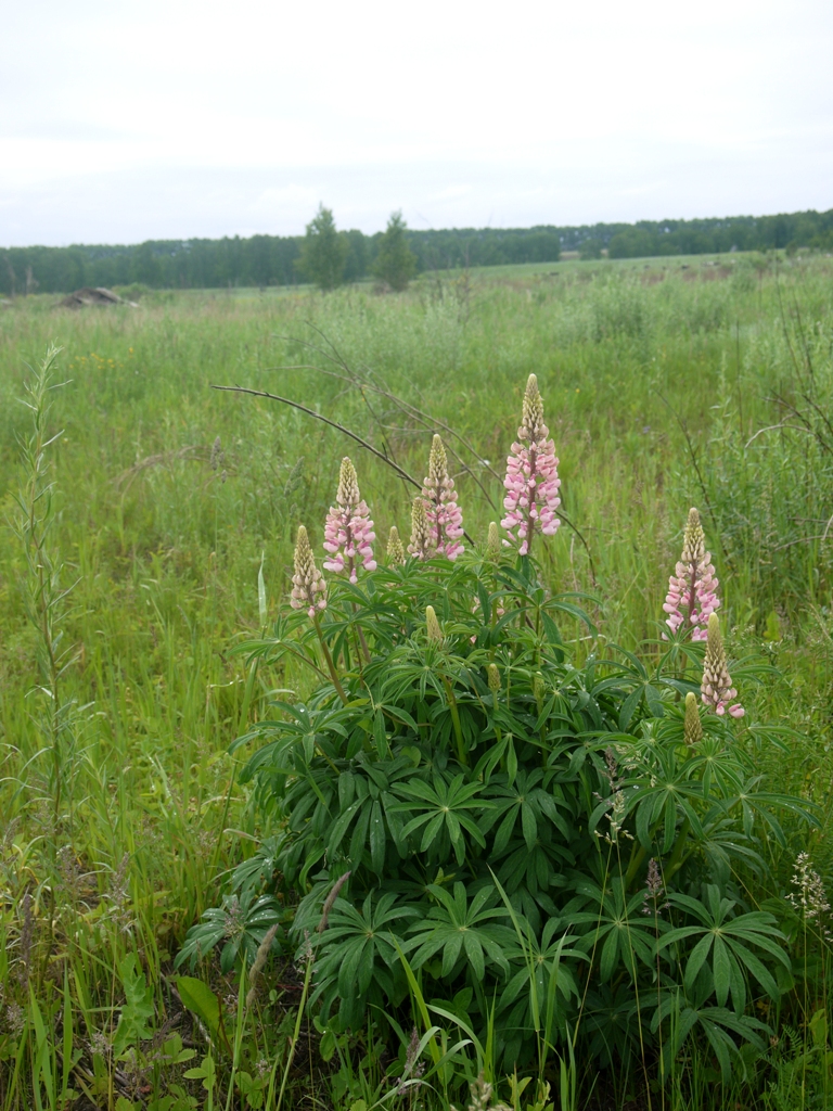 Image of Lupinus &times; regalis specimen.