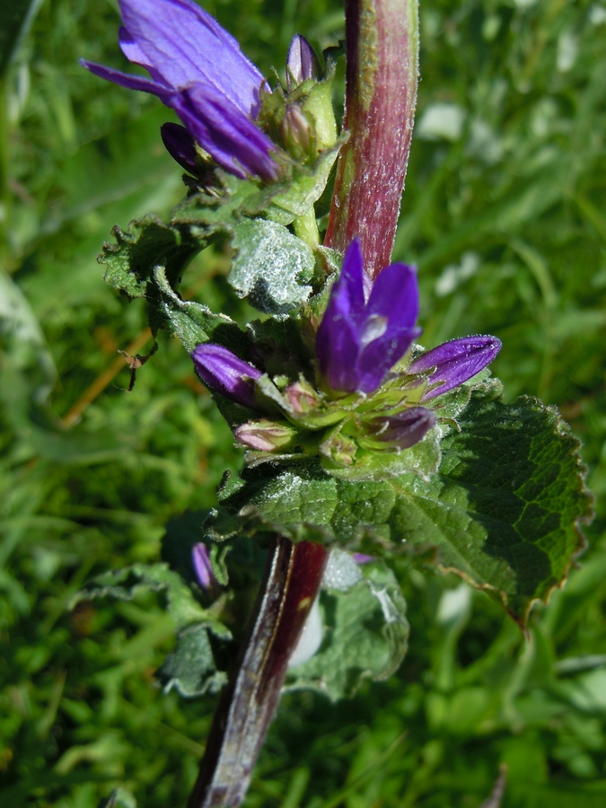 Изображение особи Campanula farinosa.