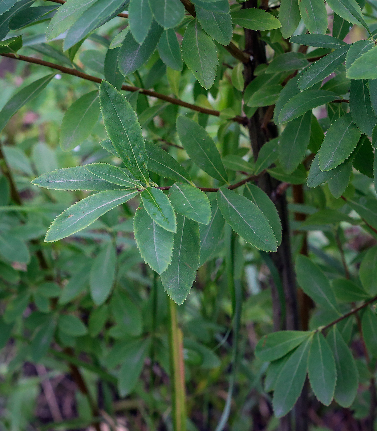 Image of Spiraea alba specimen.