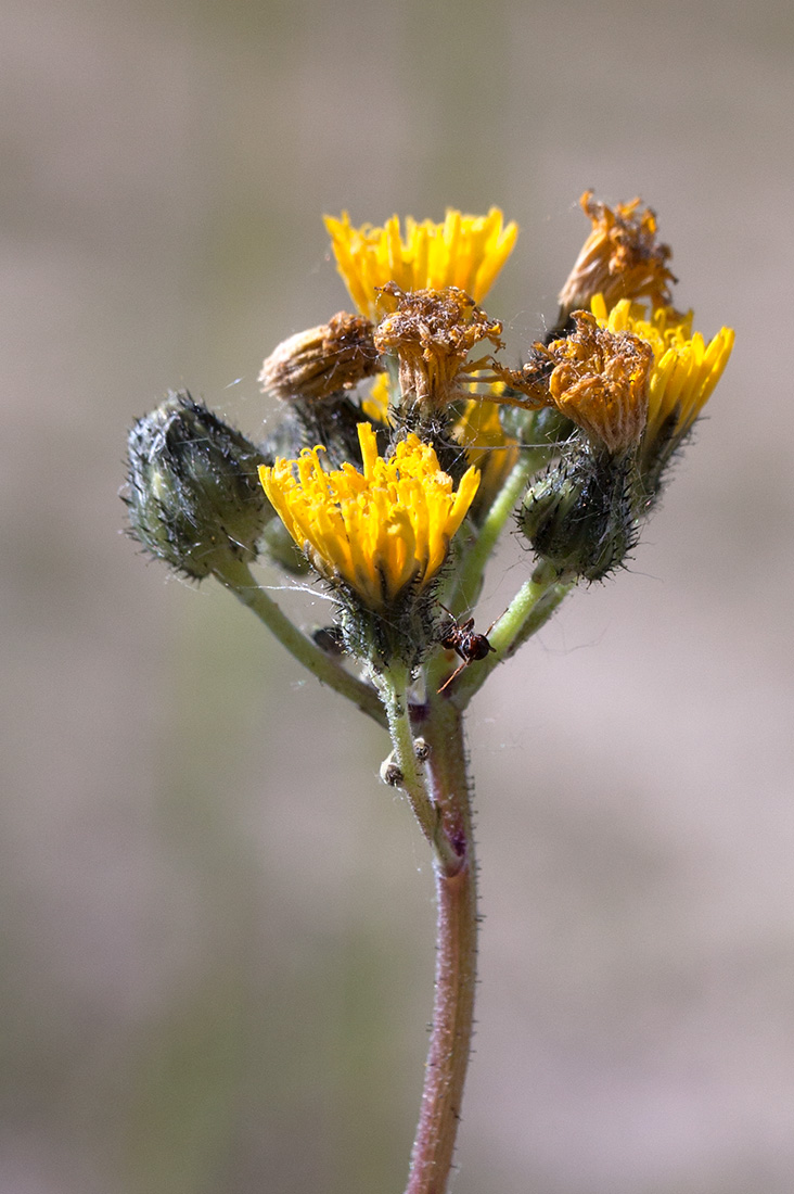 Image of genus Pilosella specimen.