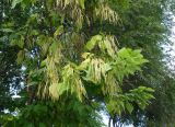 Catalpa bignonioides