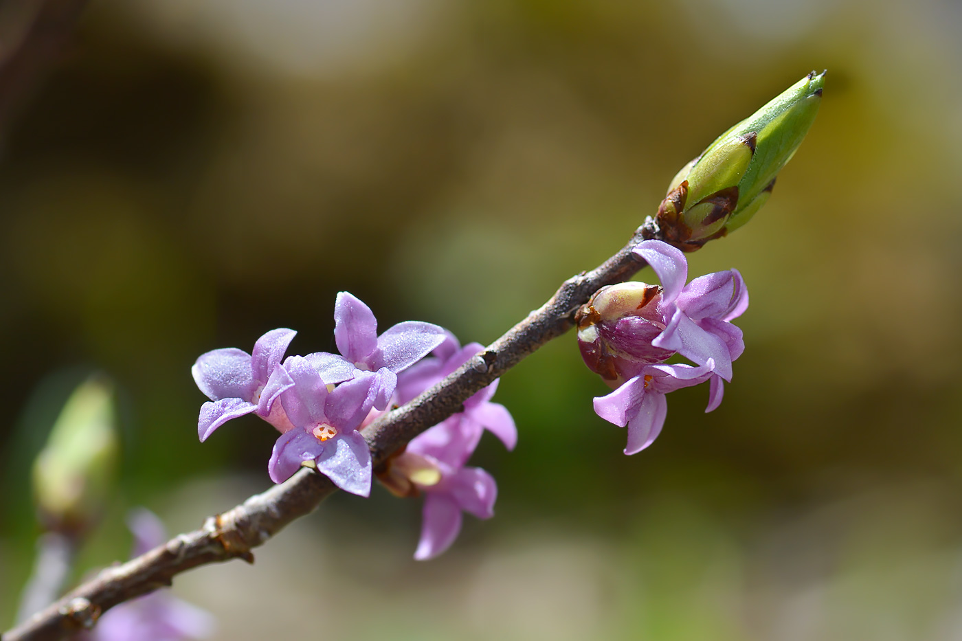 Image of Daphne mezereum specimen.