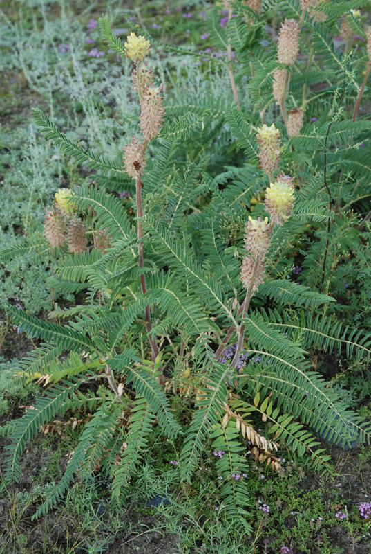 Image of Astragalus alopecurus specimen.