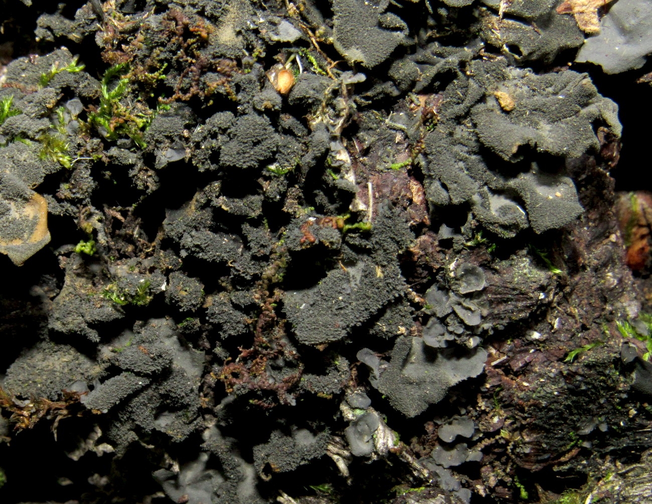 Image of Leptogium cyanescens specimen.