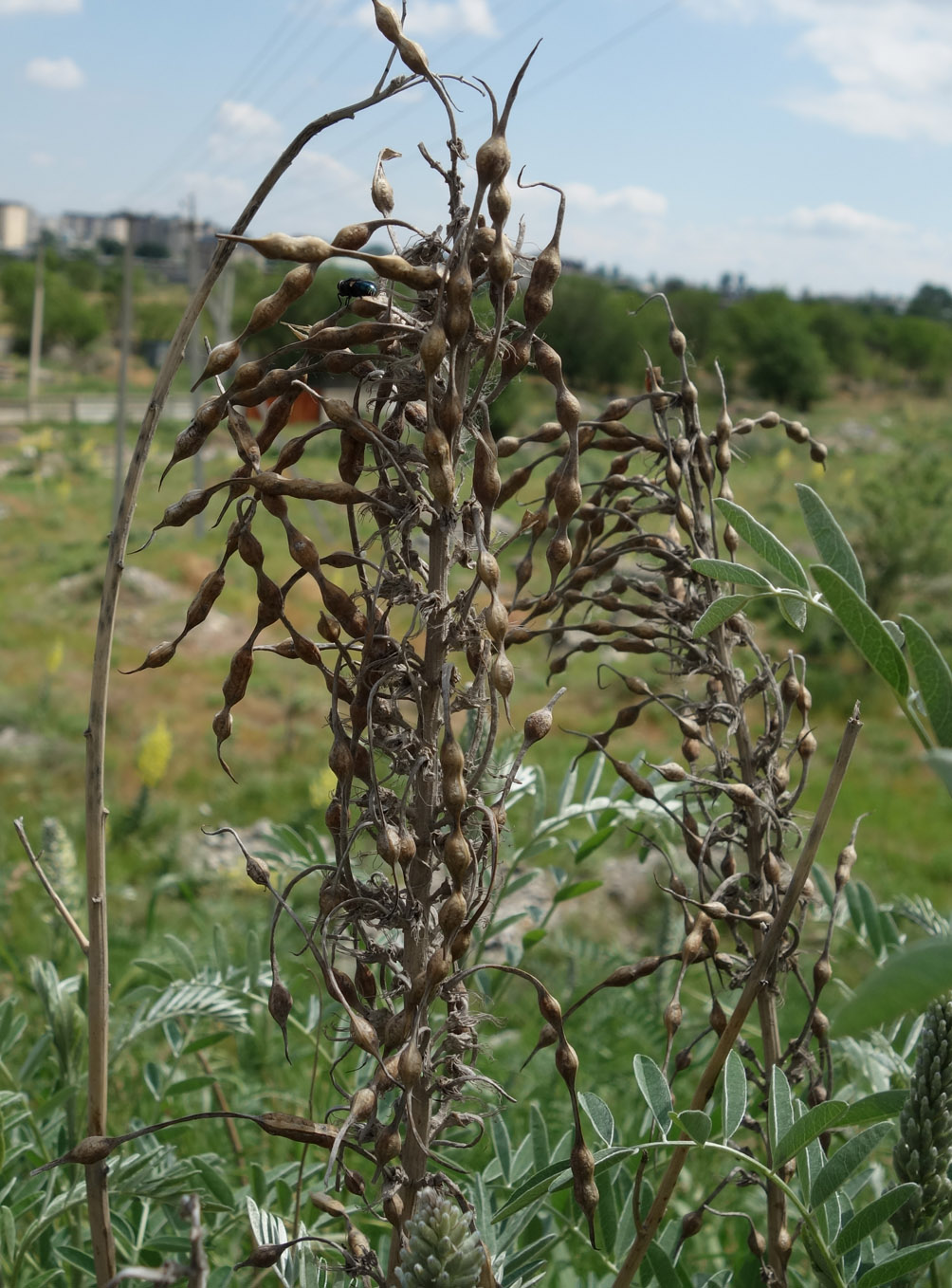 Image of Pseudosophora alopecuroides specimen.