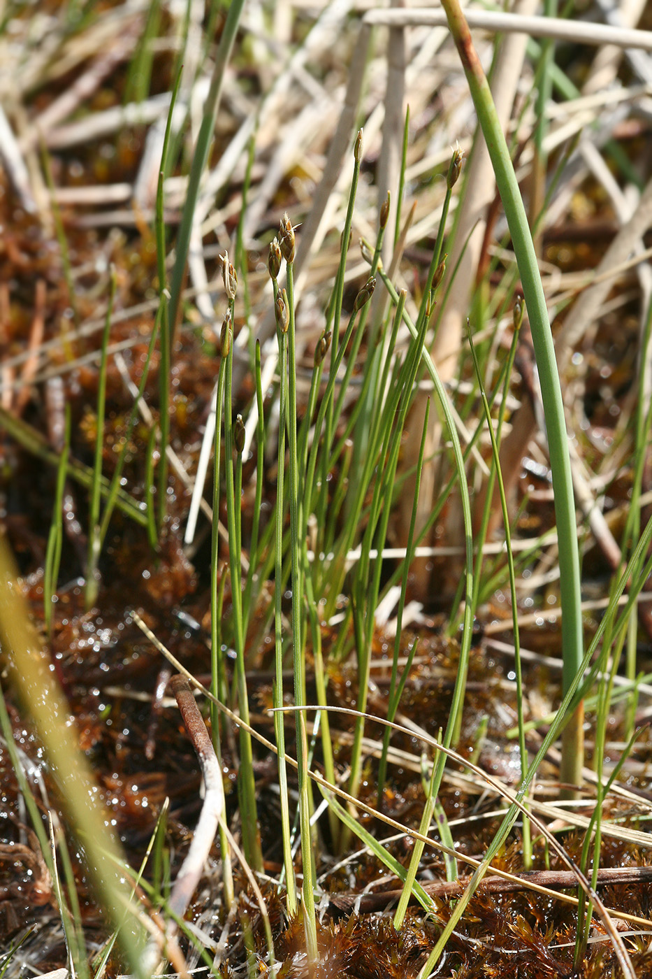 Изображение особи Trichophorum alpinum.