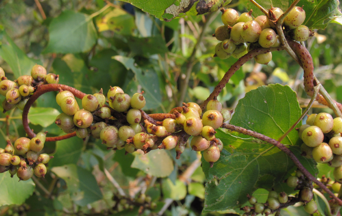 Изображение особи Cuscuta lupuliformis.