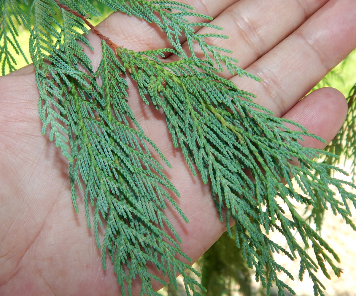 Изображение особи Cupressus cashmeriana.