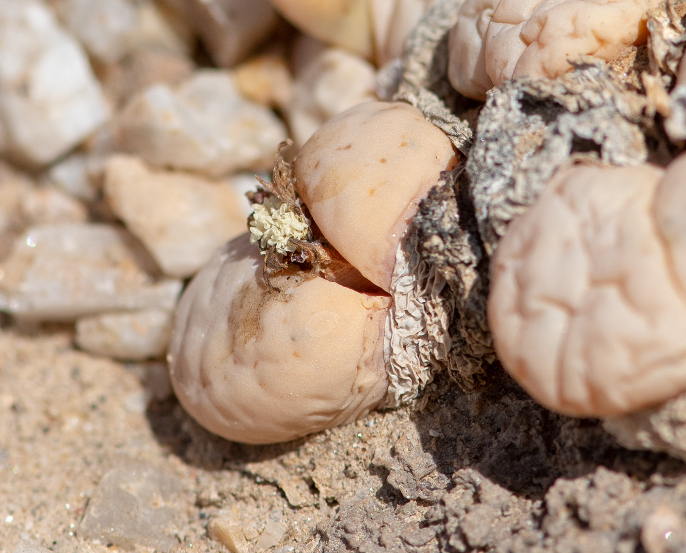 Image of Lithops ruschiorum specimen.