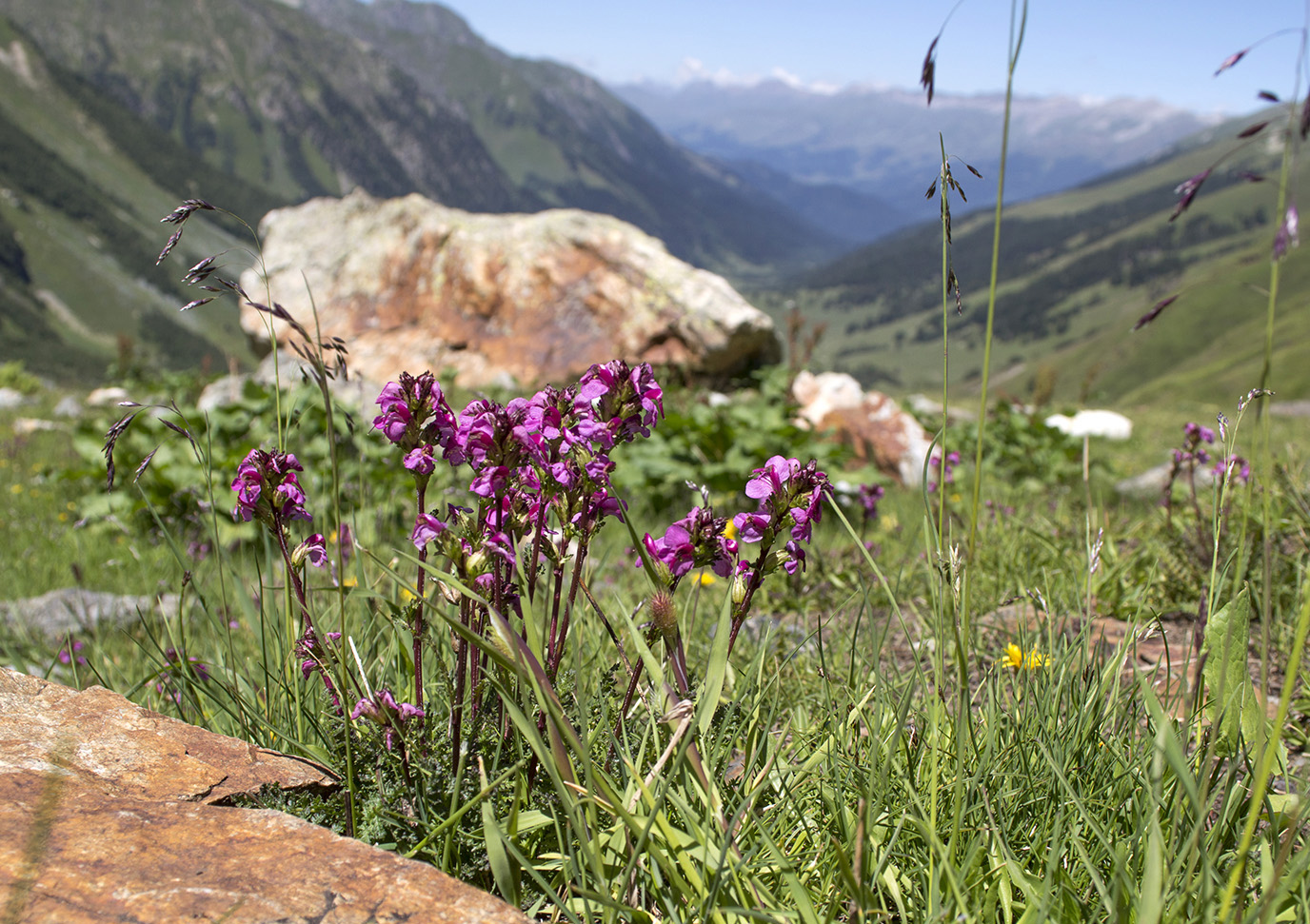 Image of Pedicularis nordmanniana specimen.