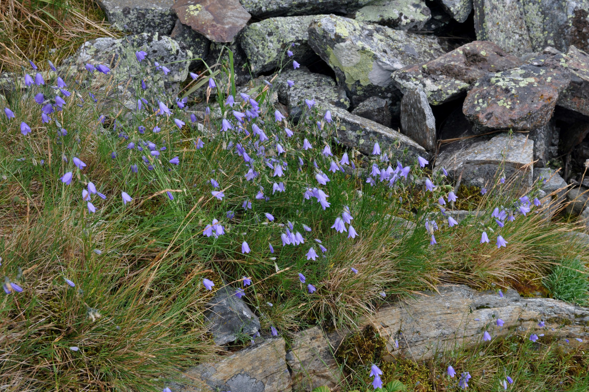 Image of Campanula rotundifolia specimen.