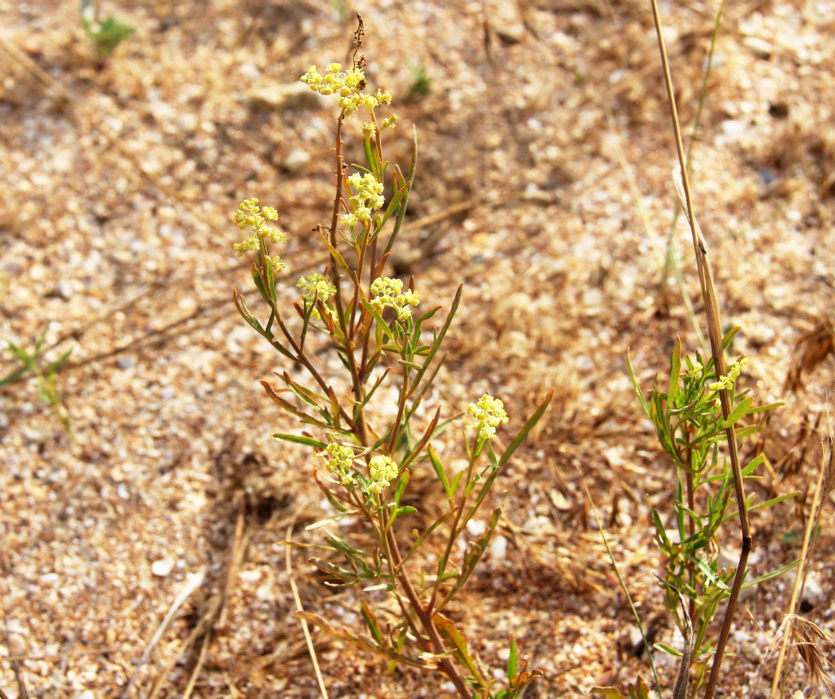 Изображение особи Reseda lutea.