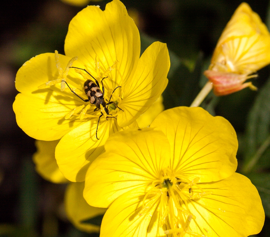 Image of genus Oenothera specimen.