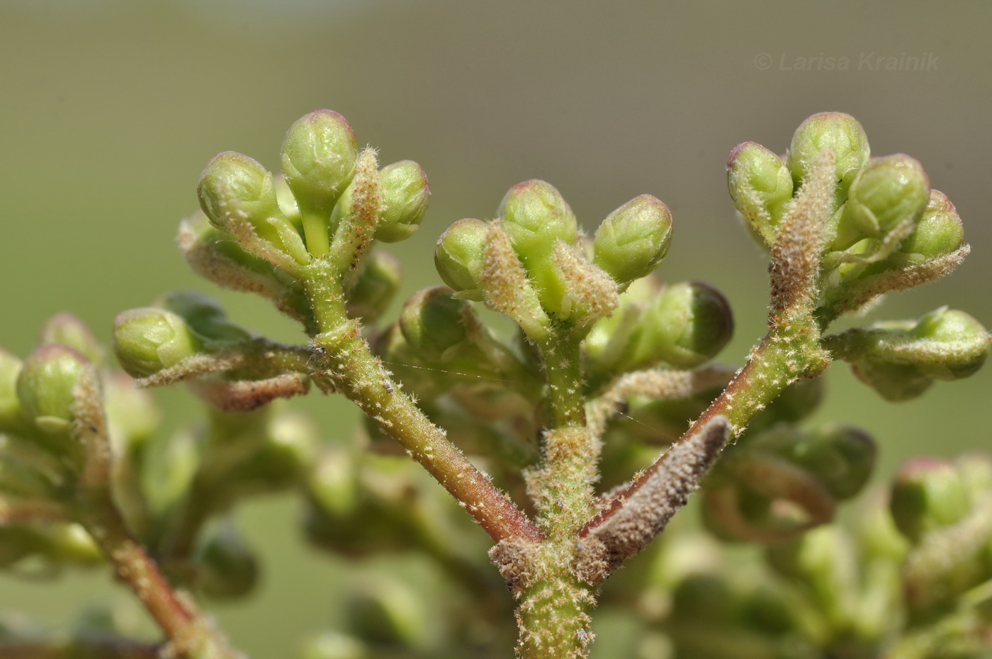 Изображение особи Viburnum burejaeticum.