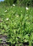 Смотреть изображение Viola arvensis