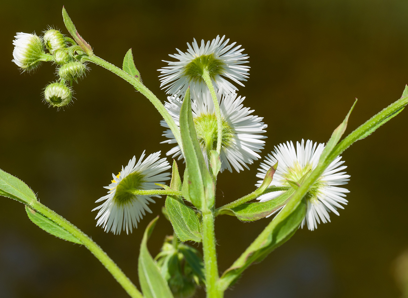 Image of Erigeron annuus specimen.