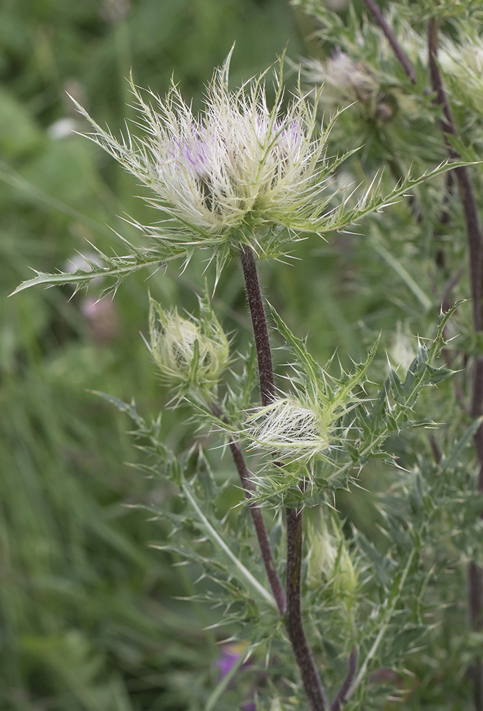 Изображение особи Cirsium obvallatum.