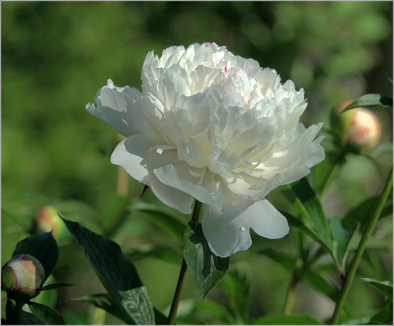 Изображение особи Paeonia lactiflora.