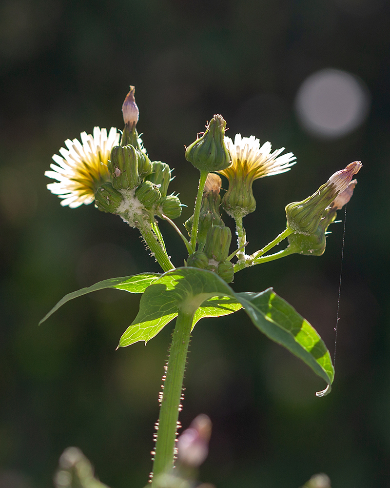 Изображение особи Sonchus oleraceus.